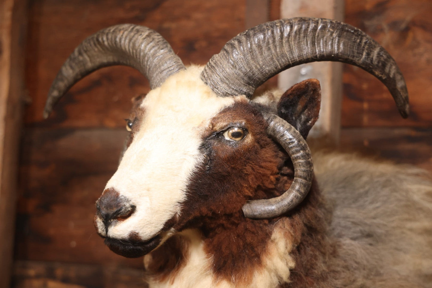 Vintage Jacob's Four-Horned Sheep Shoulder Mount Taxidermy