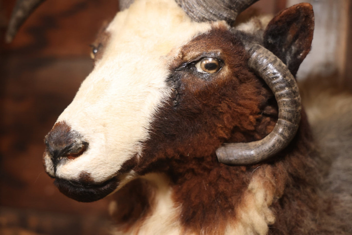 Vintage Jacob's Four-Horned Sheep Shoulder Mount Taxidermy