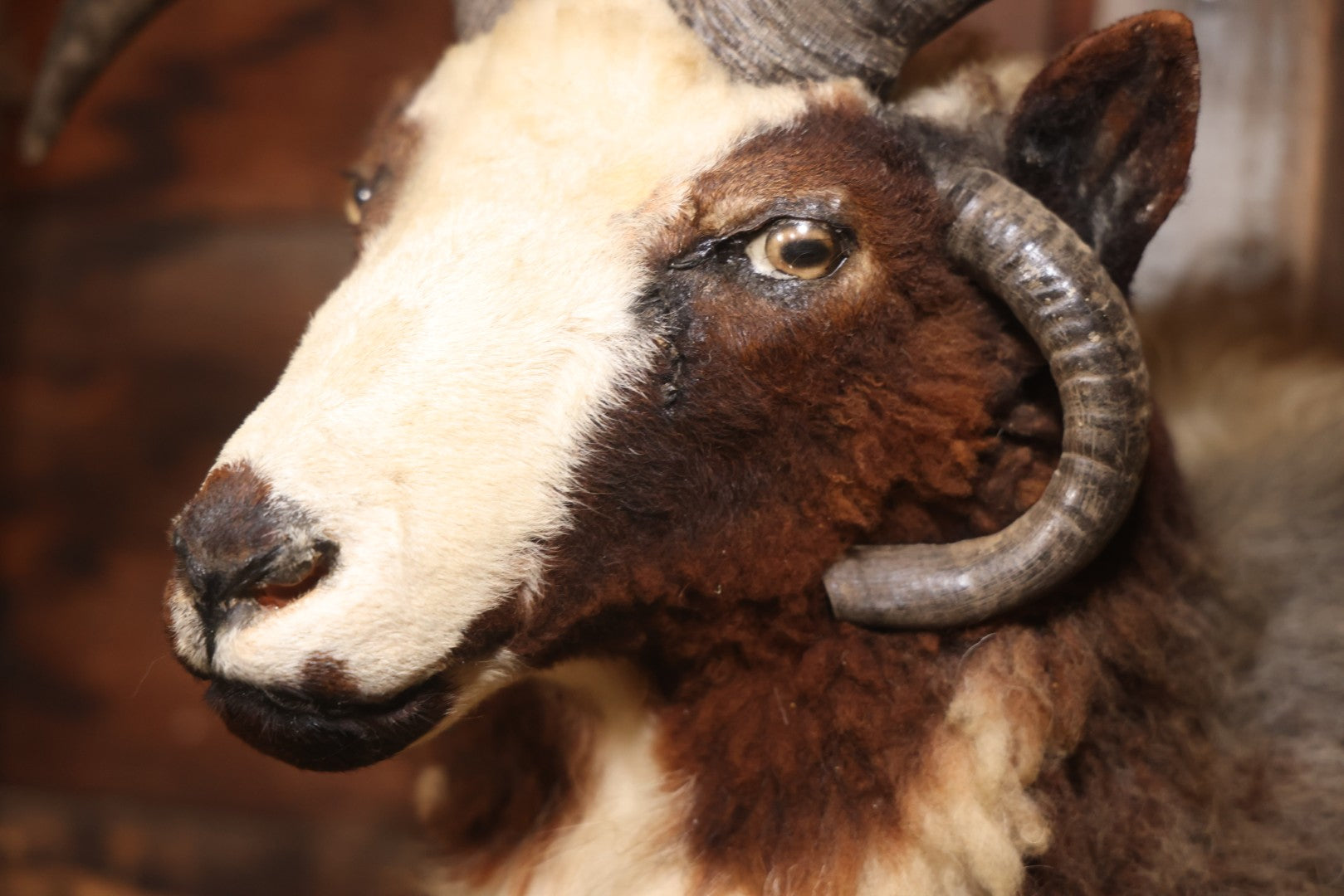 Vintage Jacob's Four-Horned Sheep Shoulder Mount Taxidermy