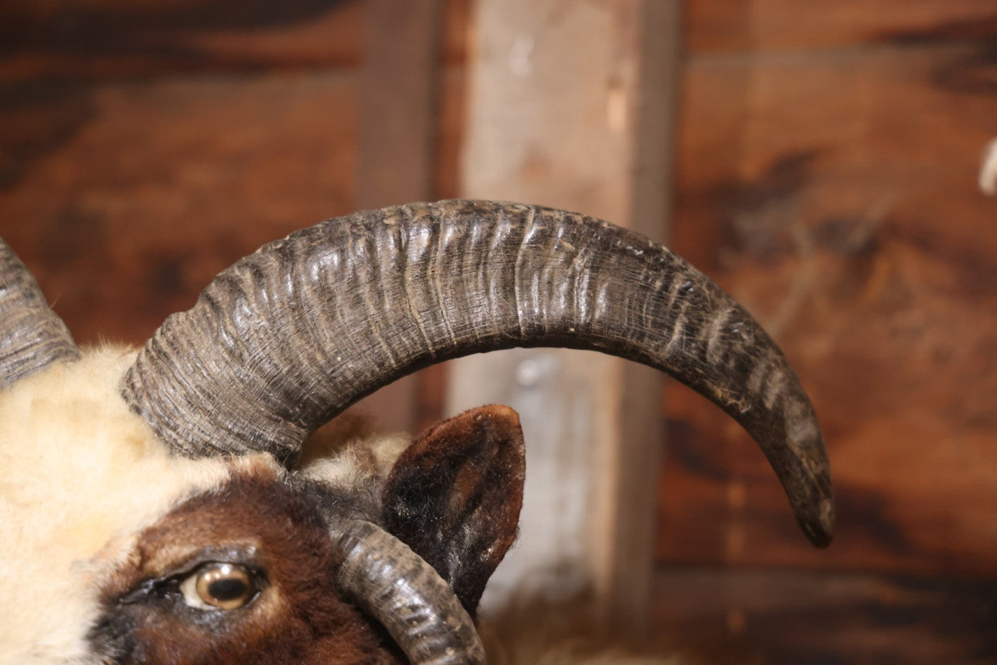 Vintage Jacob's Four-Horned Sheep Shoulder Mount Taxidermy