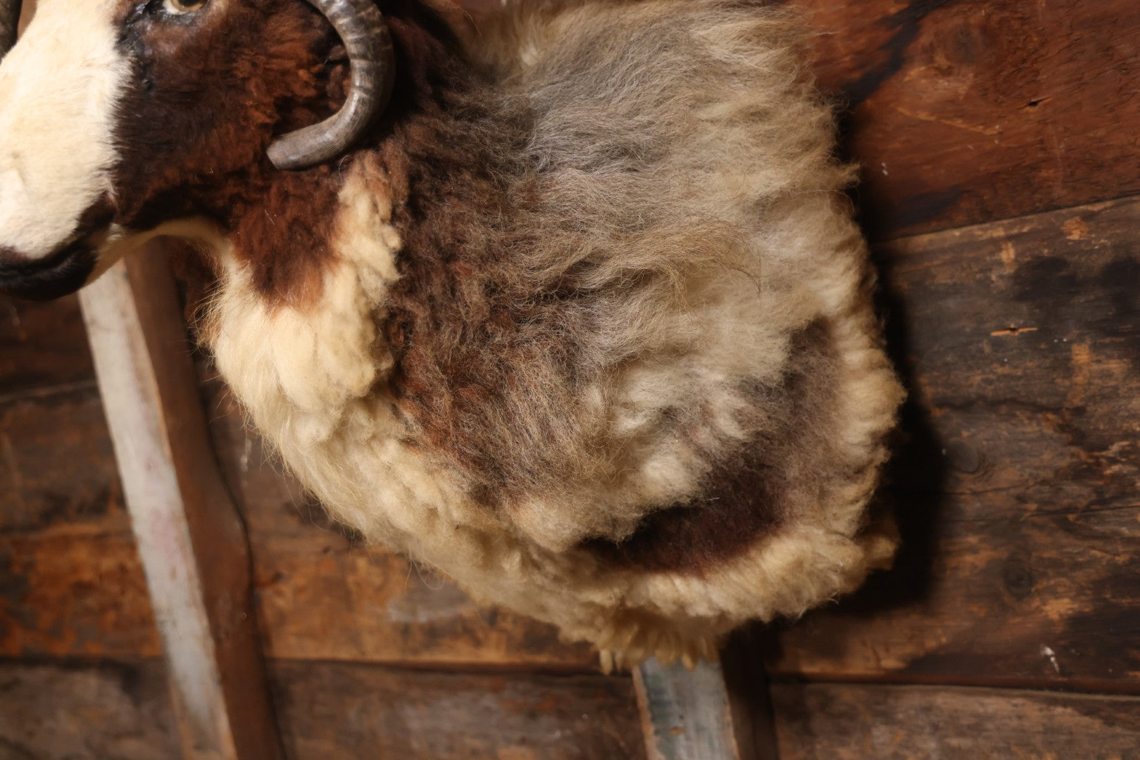 Vintage Jacob's Four-Horned Sheep Shoulder Mount Taxidermy
