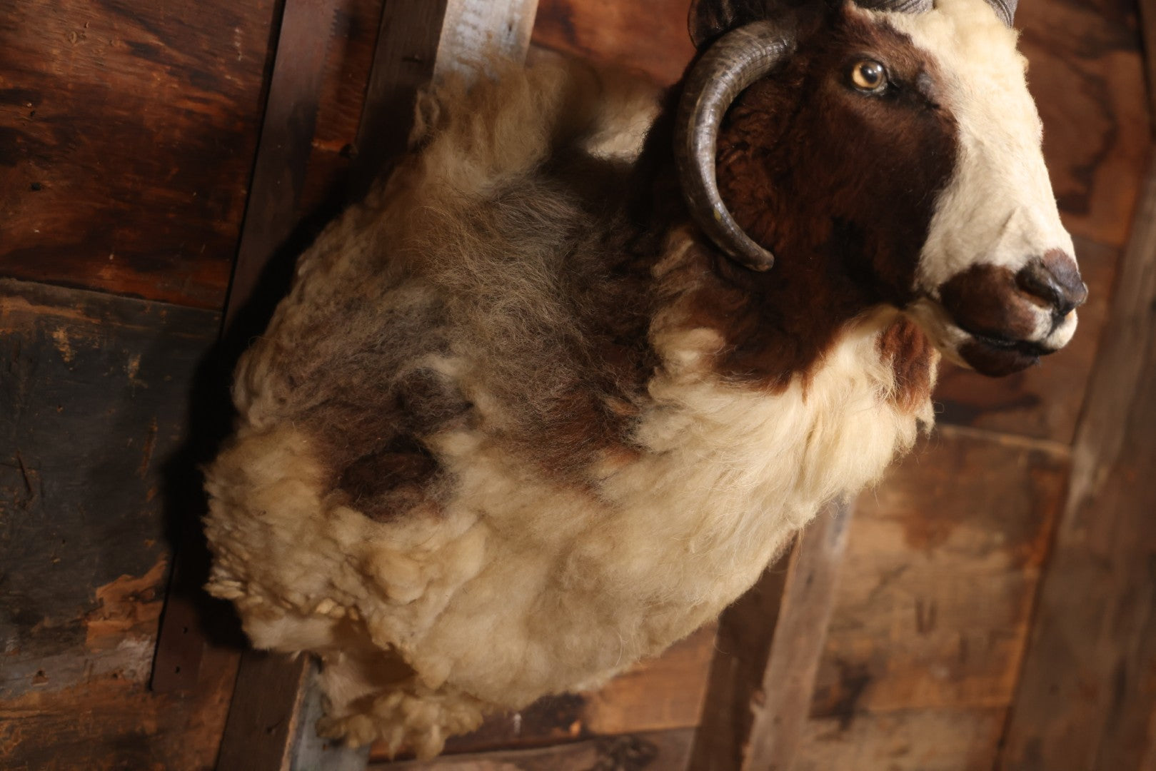 Vintage Jacob's Four-Horned Sheep Shoulder Mount Taxidermy