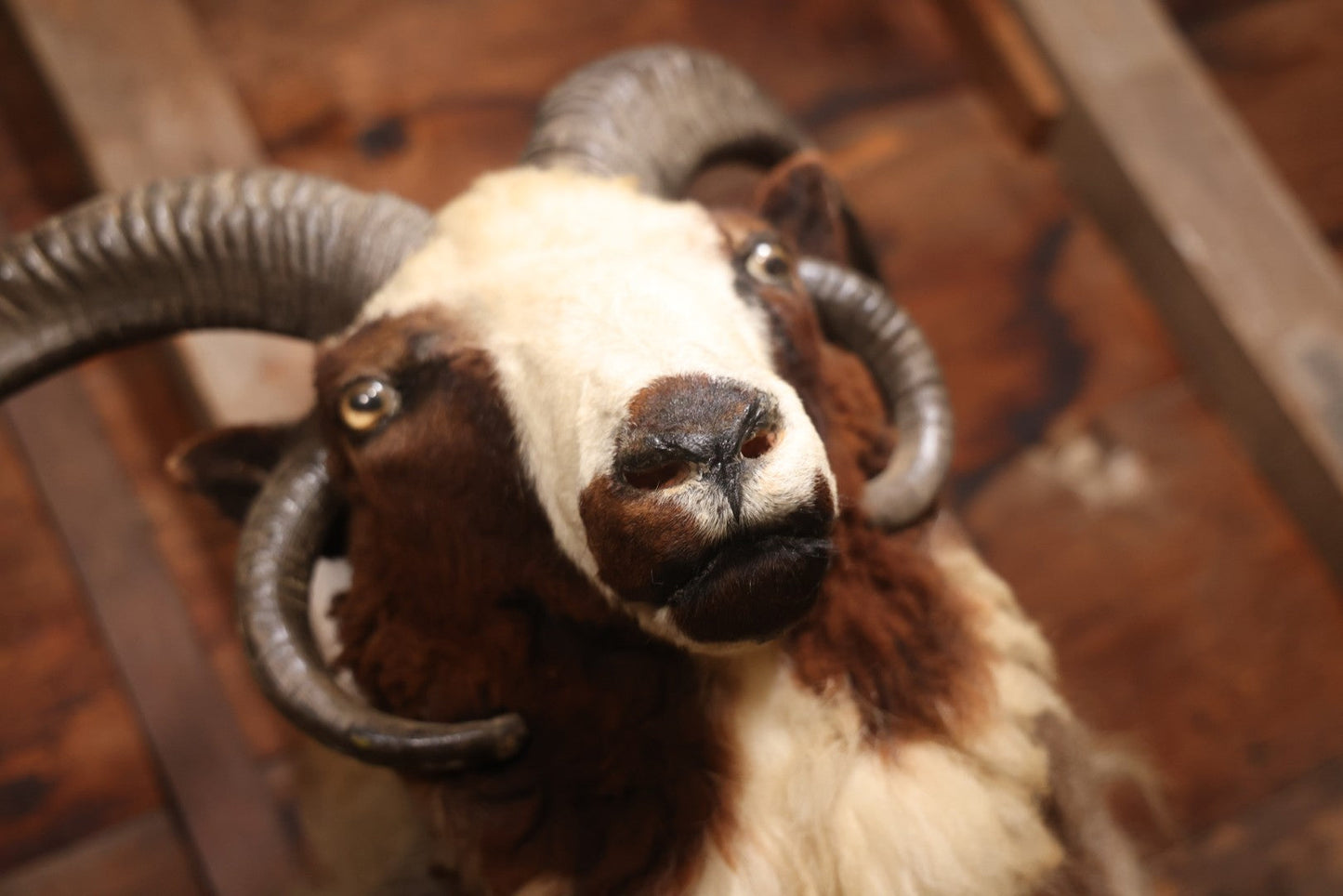 Vintage Jacob's Four-Horned Sheep Shoulder Mount Taxidermy