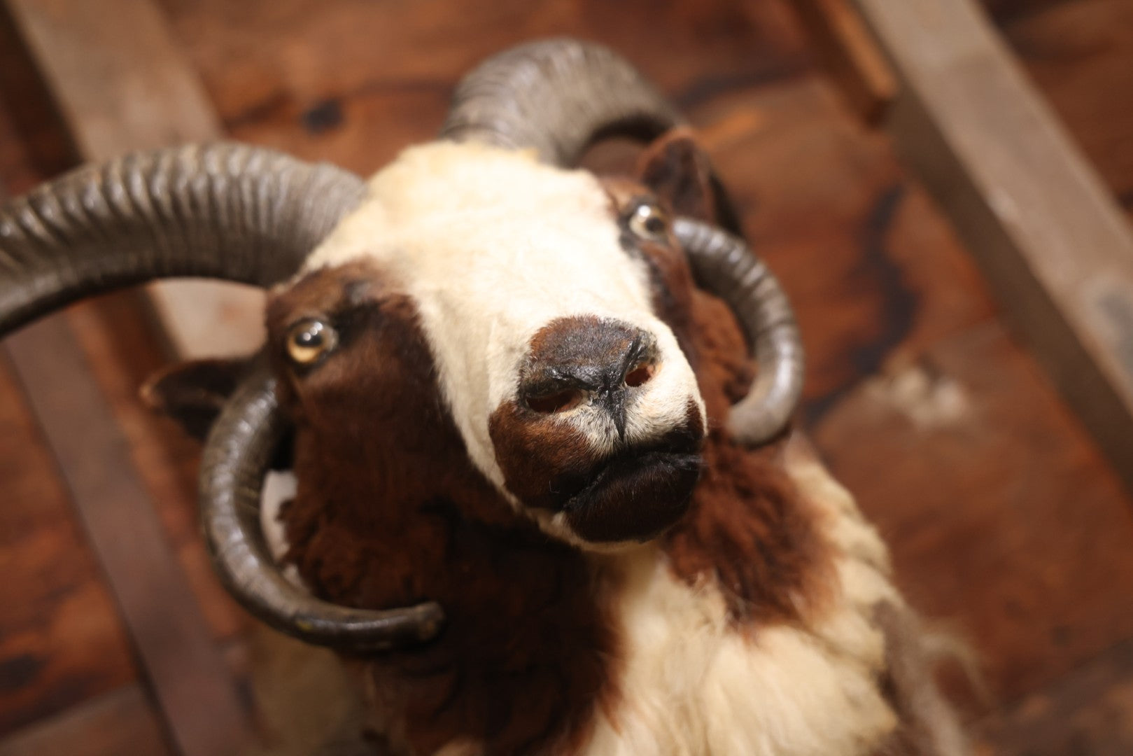 Vintage Jacob's Four-Horned Sheep Shoulder Mount Taxidermy