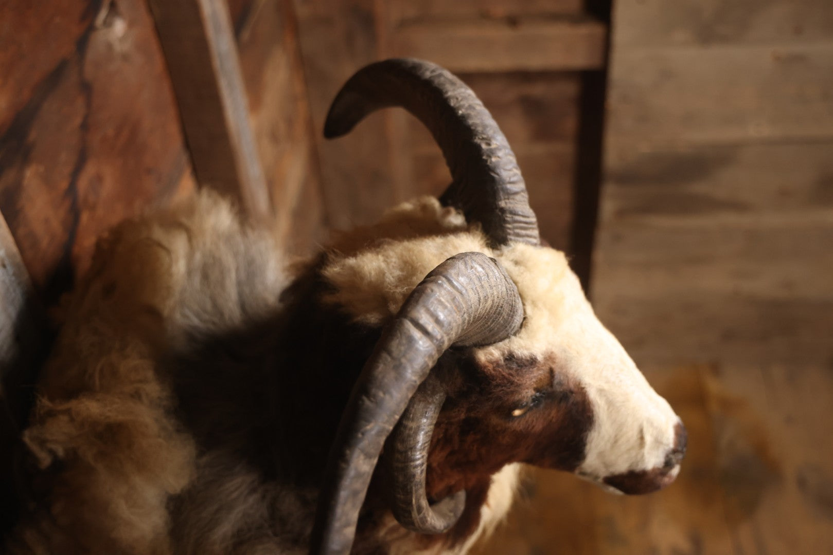 Vintage Jacob's Four-Horned Sheep Shoulder Mount Taxidermy