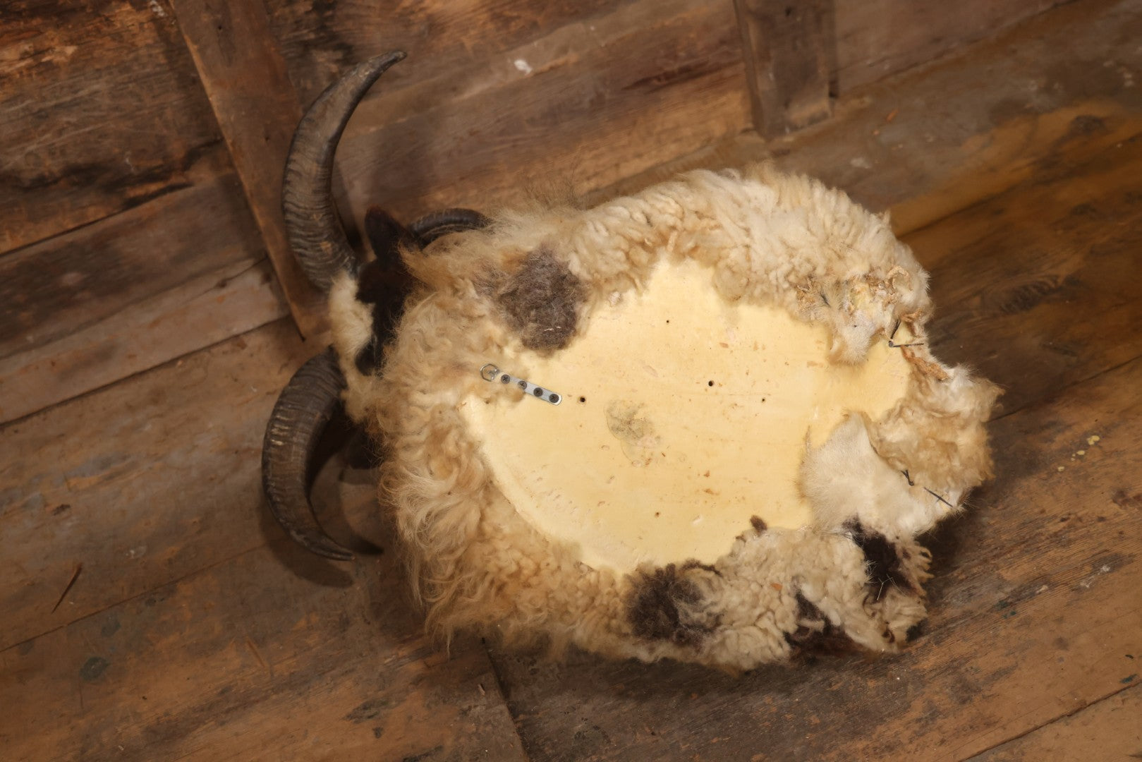 Vintage Jacob's Four-Horned Sheep Shoulder Mount Taxidermy