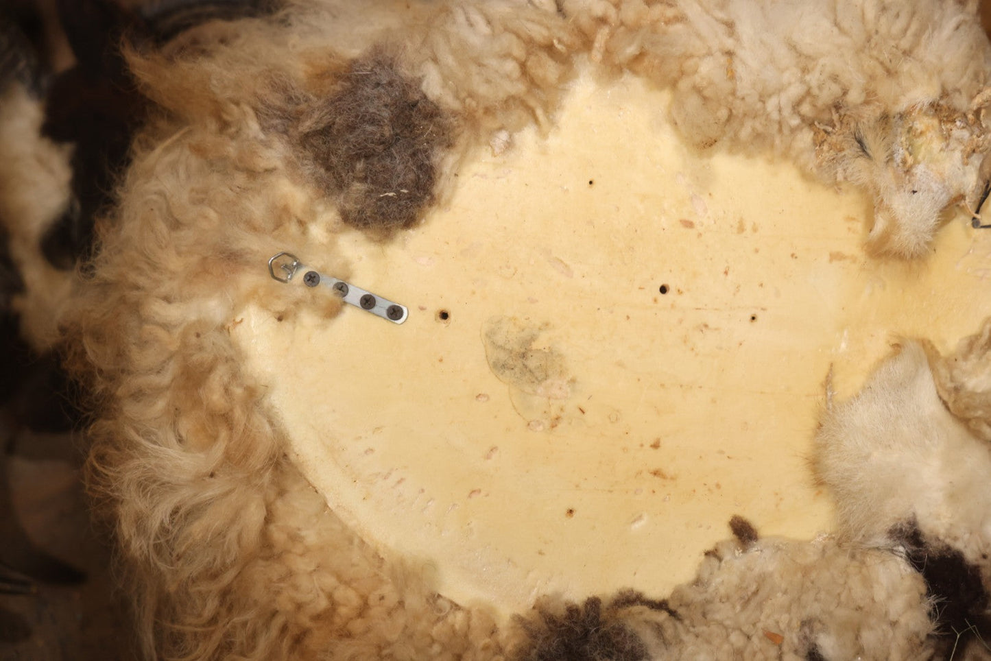 Vintage Jacob's Four-Horned Sheep Shoulder Mount Taxidermy