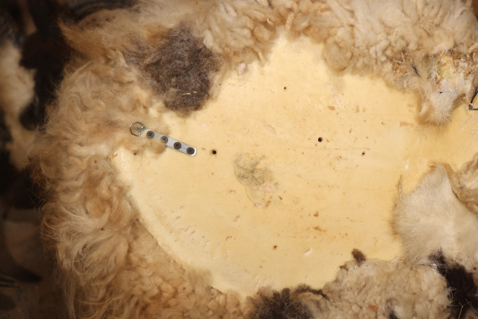 Vintage Jacob's Four-Horned Sheep Shoulder Mount Taxidermy