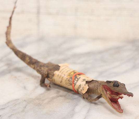 Lot 031 - Vintage Taxidermy Baby Alligator, Florida Gift Shop Souvenir, St. Augustine, Note Poor Condition, 12" L