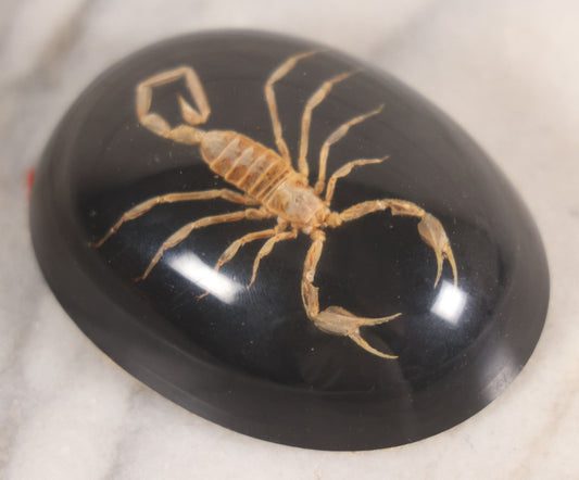 Lot 033 - Vintage Scorpion In Lucite Paperweight With Black Backing