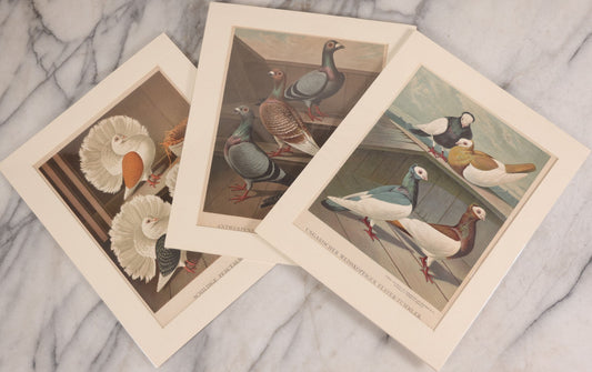 Lot 089 - Grouping Of Three Antique German Chromolithograph Bookplates Of Pigeons, From Illustriertes Mustertauben-Bush, J.F. Richter Printing, Hamburg, 1884 (Grouping C)