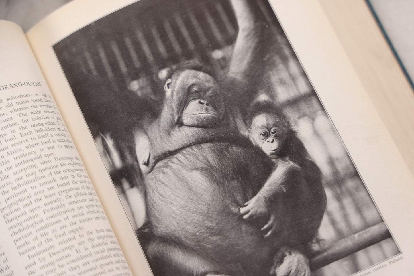 Lot 112 - "The Great Apes: A Study Of Anthropoid Life" Antique Psychobiology Book By Robert M. Yerkes And Ada W. Yerkes With 172 Illustrations, Ex-Library Copy, Published By Yale University Press, New Haven, 1929