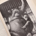 Lot 112 - "The Great Apes: A Study Of Anthropoid Life" Antique Psychobiology Book By Robert M. Yerkes And Ada W. Yerkes With 172 Illustrations, Ex-Library Copy, Published By Yale University Press, New Haven, 1929