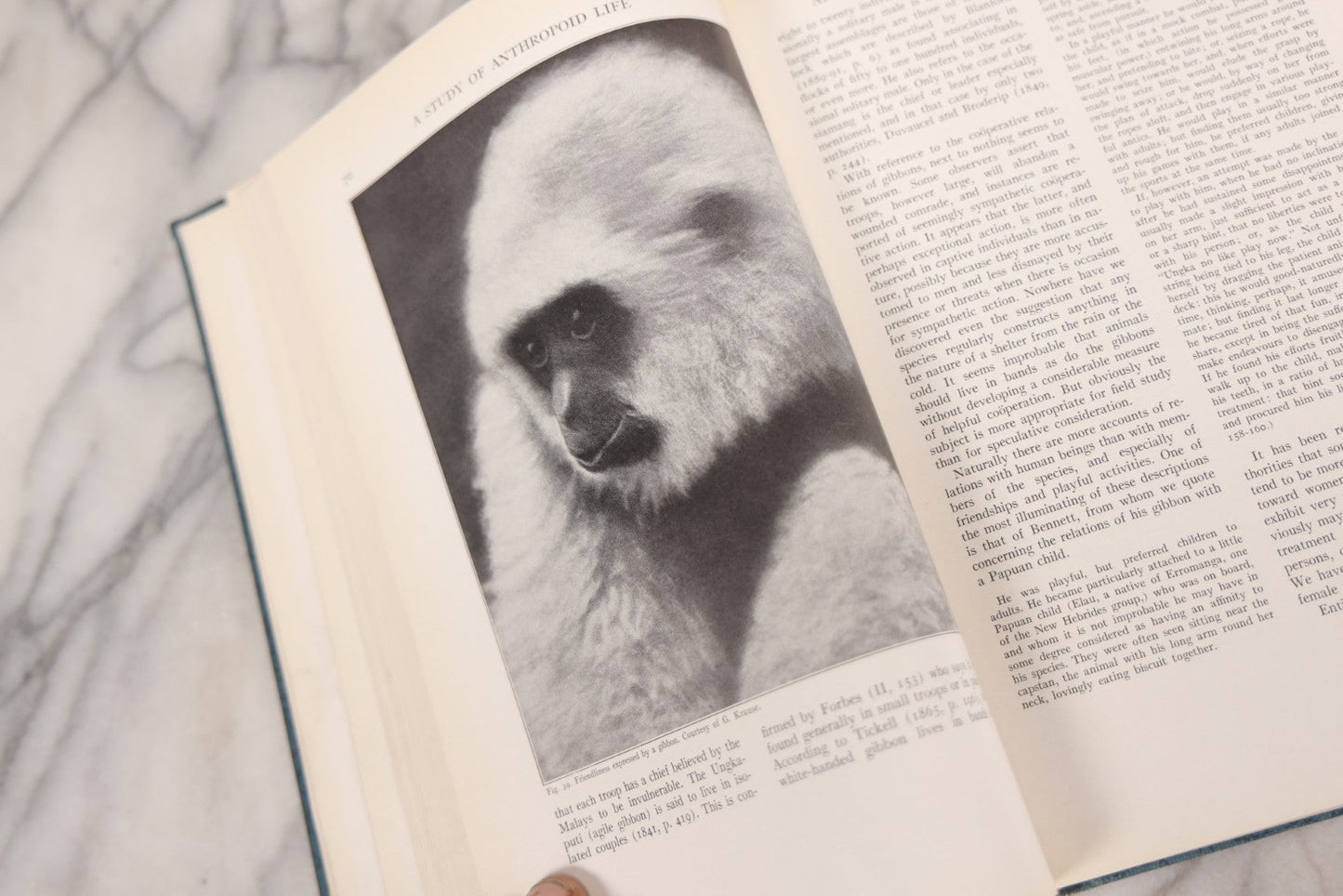 Lot 112 - "The Great Apes: A Study Of Anthropoid Life" Antique Psychobiology Book By Robert M. Yerkes And Ada W. Yerkes With 172 Illustrations, Ex-Library Copy, Published By Yale University Press, New Haven, 1929