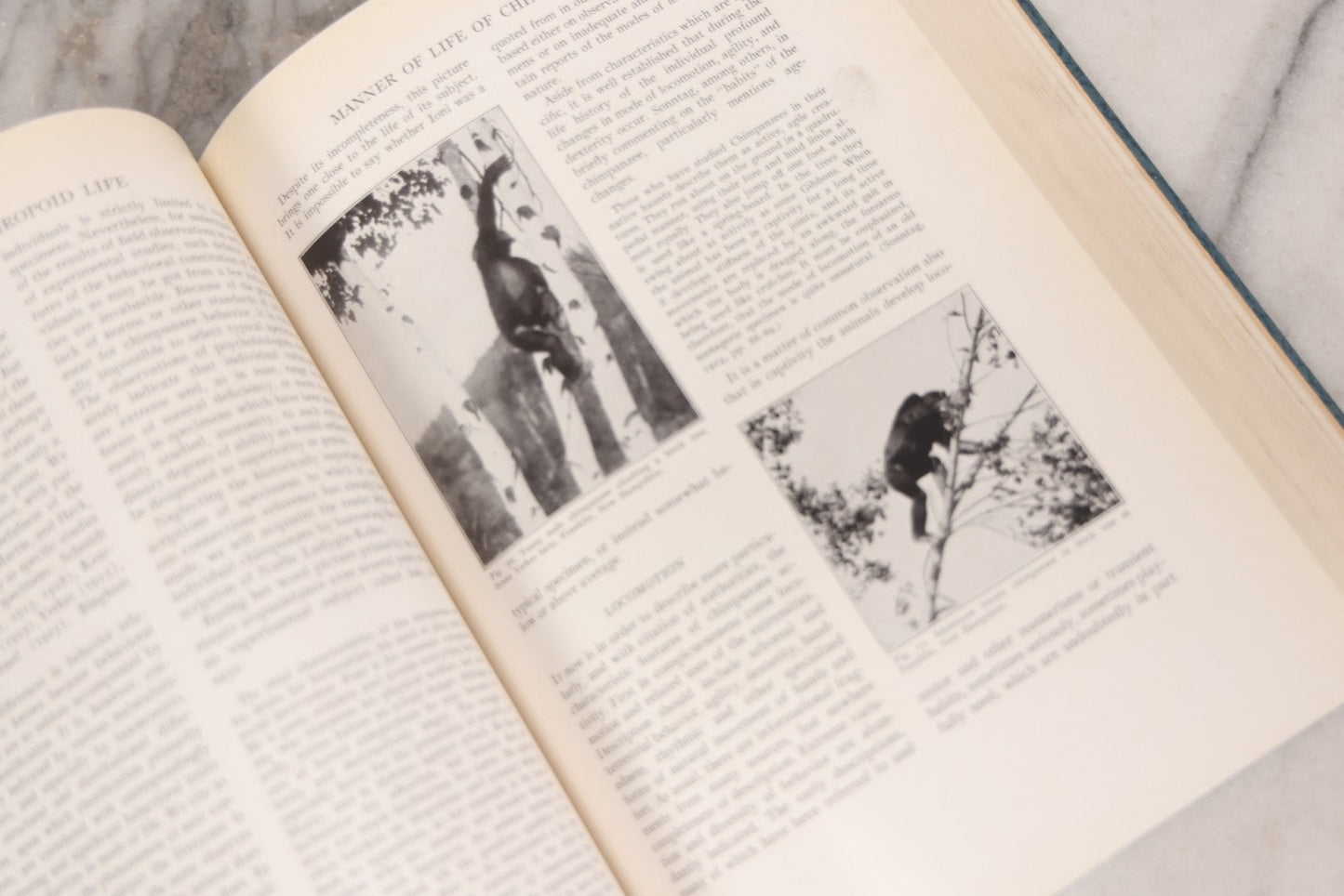 Lot 112 - "The Great Apes: A Study Of Anthropoid Life" Antique Psychobiology Book By Robert M. Yerkes And Ada W. Yerkes With 172 Illustrations, Ex-Library Copy, Published By Yale University Press, New Haven, 1929