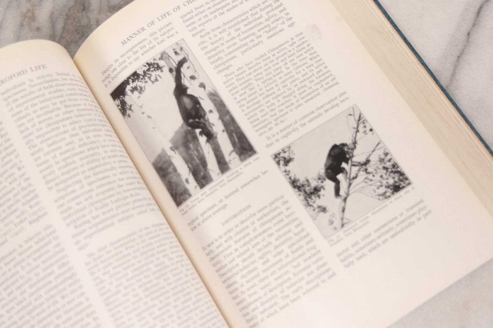 Lot 112 - "The Great Apes: A Study Of Anthropoid Life" Antique Psychobiology Book By Robert M. Yerkes And Ada W. Yerkes With 172 Illustrations, Ex-Library Copy, Published By Yale University Press, New Haven, 1929