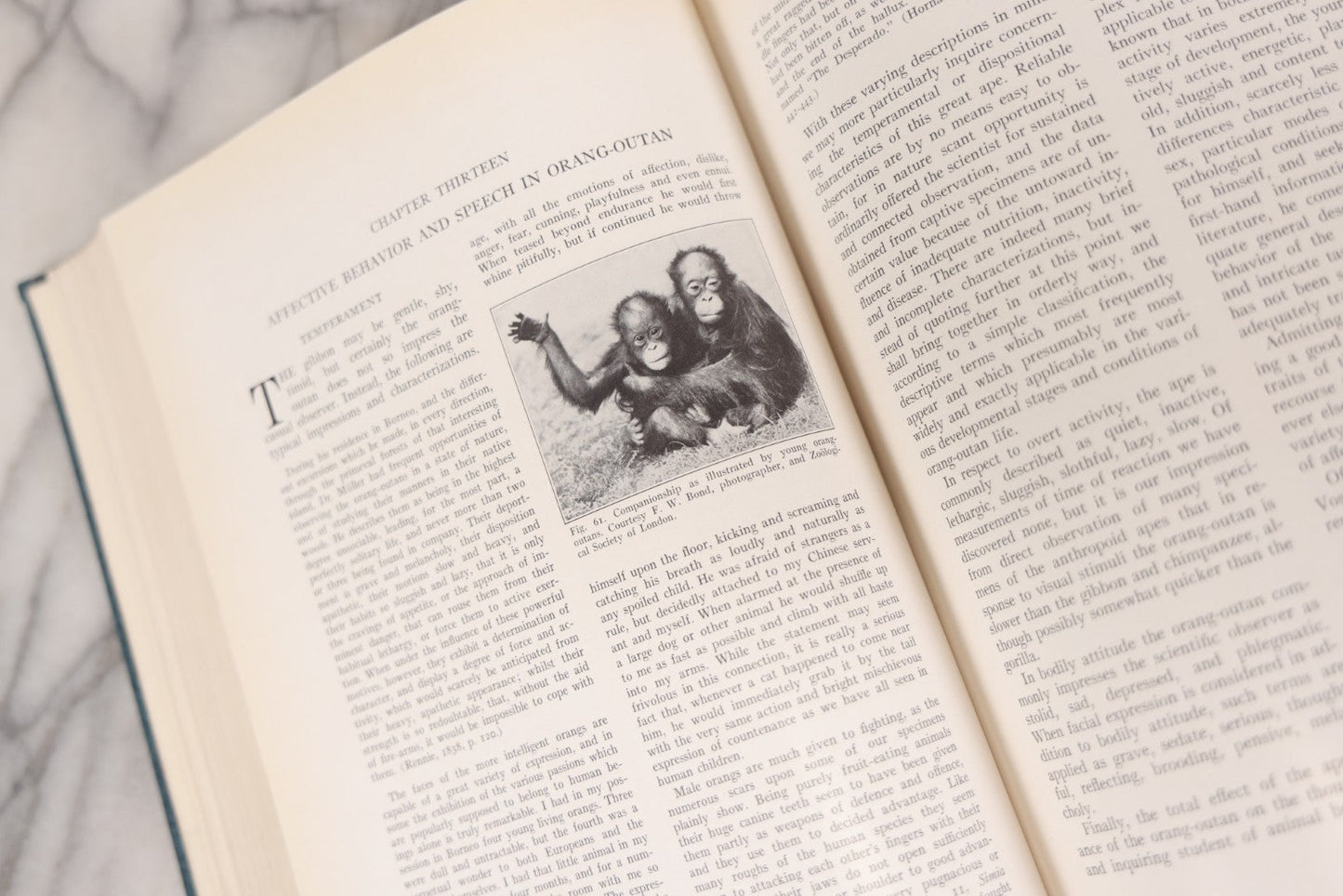 Lot 112 - "The Great Apes: A Study Of Anthropoid Life" Antique Psychobiology Book By Robert M. Yerkes And Ada W. Yerkes With 172 Illustrations, Ex-Library Copy, Published By Yale University Press, New Haven, 1929