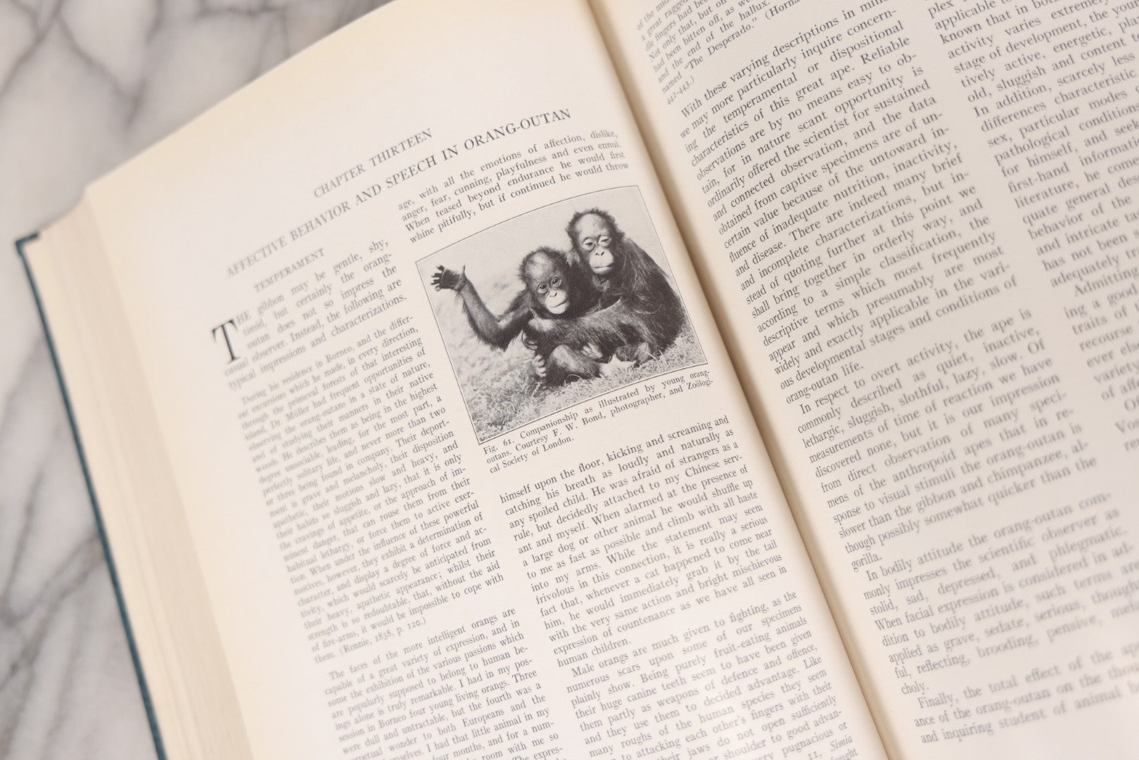 Lot 112 - "The Great Apes: A Study Of Anthropoid Life" Antique Psychobiology Book By Robert M. Yerkes And Ada W. Yerkes With 172 Illustrations, Ex-Library Copy, Published By Yale University Press, New Haven, 1929