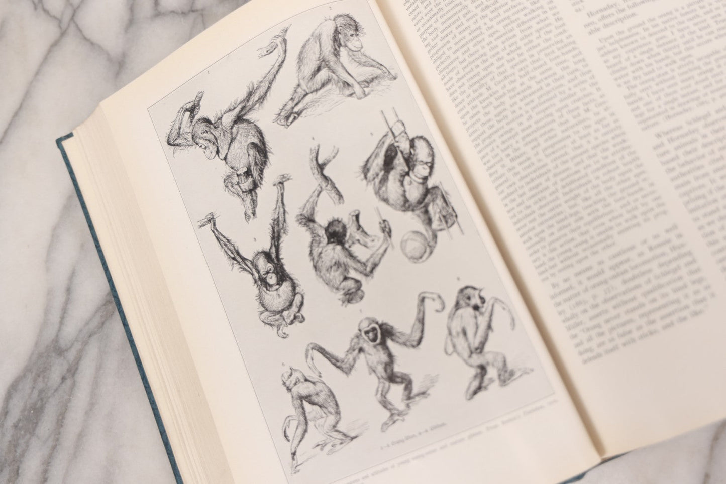 Lot 112 - "The Great Apes: A Study Of Anthropoid Life" Antique Psychobiology Book By Robert M. Yerkes And Ada W. Yerkes With 172 Illustrations, Ex-Library Copy, Published By Yale University Press, New Haven, 1929