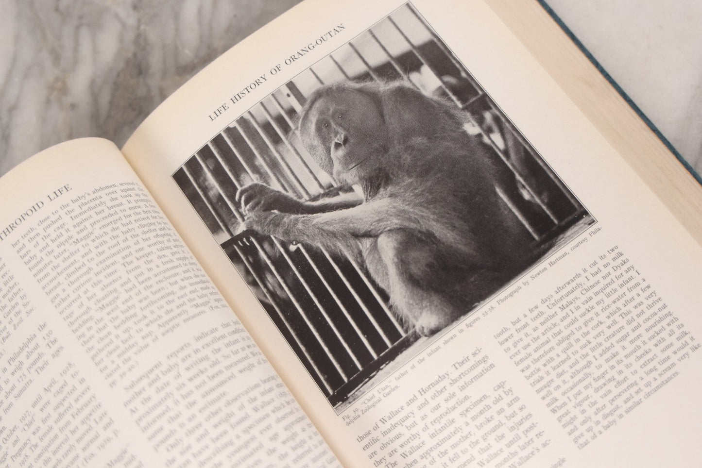 Lot 112 - "The Great Apes: A Study Of Anthropoid Life" Antique Psychobiology Book By Robert M. Yerkes And Ada W. Yerkes With 172 Illustrations, Ex-Library Copy, Published By Yale University Press, New Haven, 1929