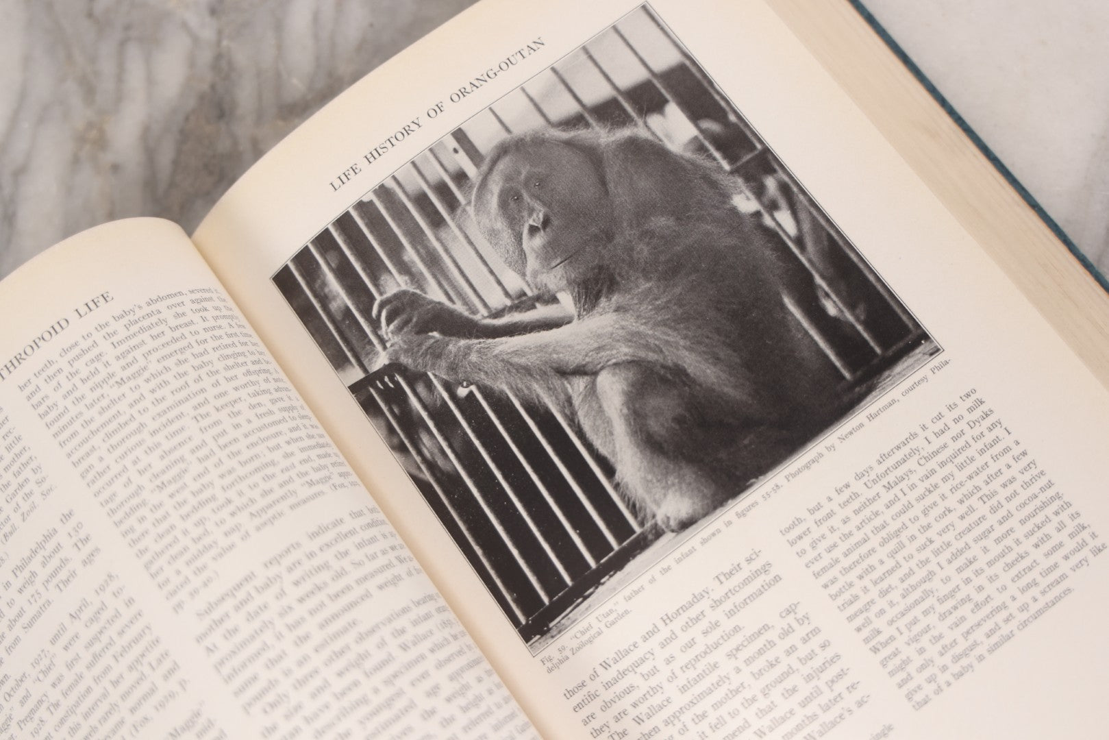 Lot 112 - "The Great Apes: A Study Of Anthropoid Life" Antique Psychobiology Book By Robert M. Yerkes And Ada W. Yerkes With 172 Illustrations, Ex-Library Copy, Published By Yale University Press, New Haven, 1929