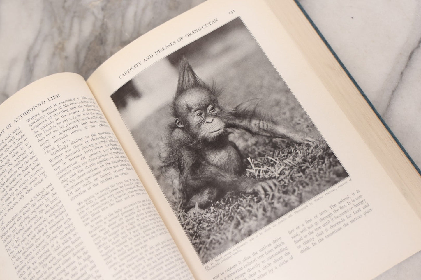 Lot 112 - "The Great Apes: A Study Of Anthropoid Life" Antique Psychobiology Book By Robert M. Yerkes And Ada W. Yerkes With 172 Illustrations, Ex-Library Copy, Published By Yale University Press, New Haven, 1929