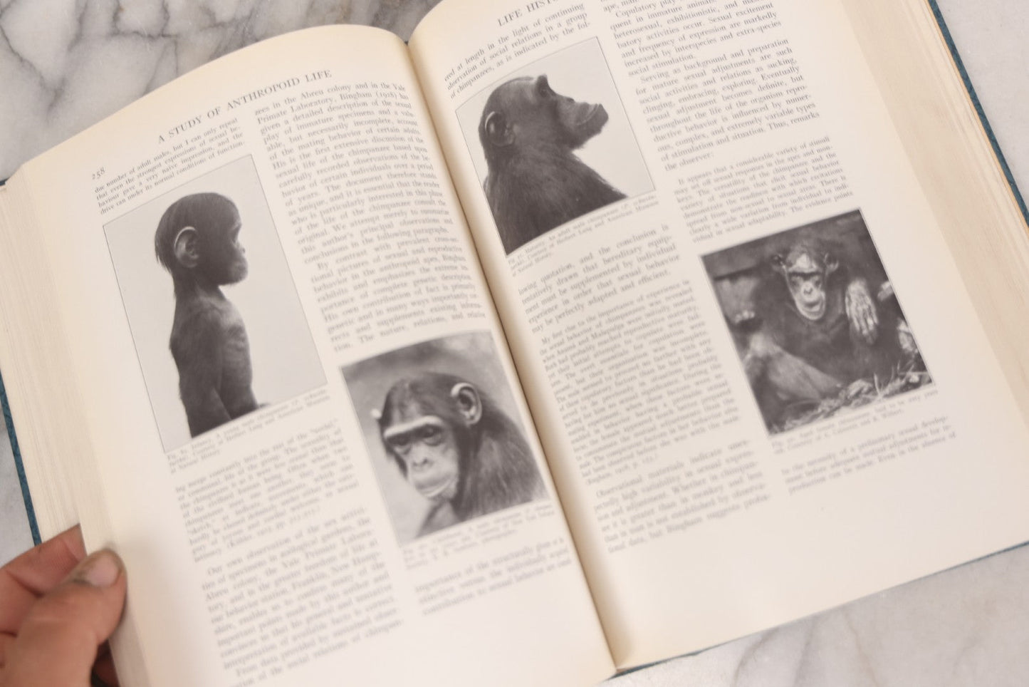 Lot 112 - "The Great Apes: A Study Of Anthropoid Life" Antique Psychobiology Book By Robert M. Yerkes And Ada W. Yerkes With 172 Illustrations, Ex-Library Copy, Published By Yale University Press, New Haven, 1929