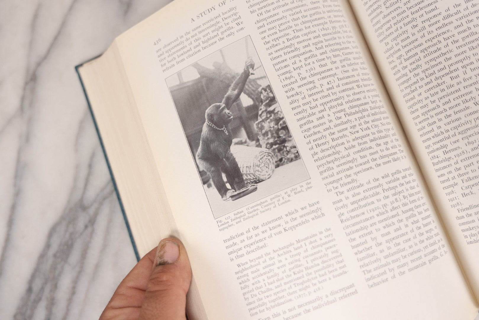 Lot 112 - "The Great Apes: A Study Of Anthropoid Life" Antique Psychobiology Book By Robert M. Yerkes And Ada W. Yerkes With 172 Illustrations, Ex-Library Copy, Published By Yale University Press, New Haven, 1929