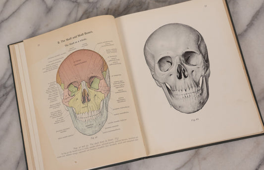 Lot 127 - "Atlas Of Human Anatomy," Antique Medical Book By Dr. Johannes Sobotta, Vol. I, Fifth Revised English Edition With 165 Color And 160 Uncolored Figures, Published By G.E. Stechert & Co., New York, 1899