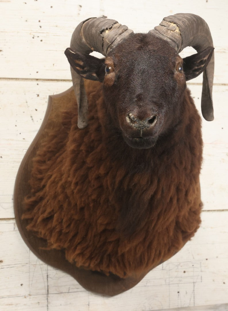 Lot 001 - Vintage Black Sheep Shoulder Mount Taxidermy With Brown And Black Wool, Circa 1980s