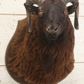 Lot 001 - Vintage Black Sheep Shoulder Mount Taxidermy With Brown And Black Wool, Circa 1980s