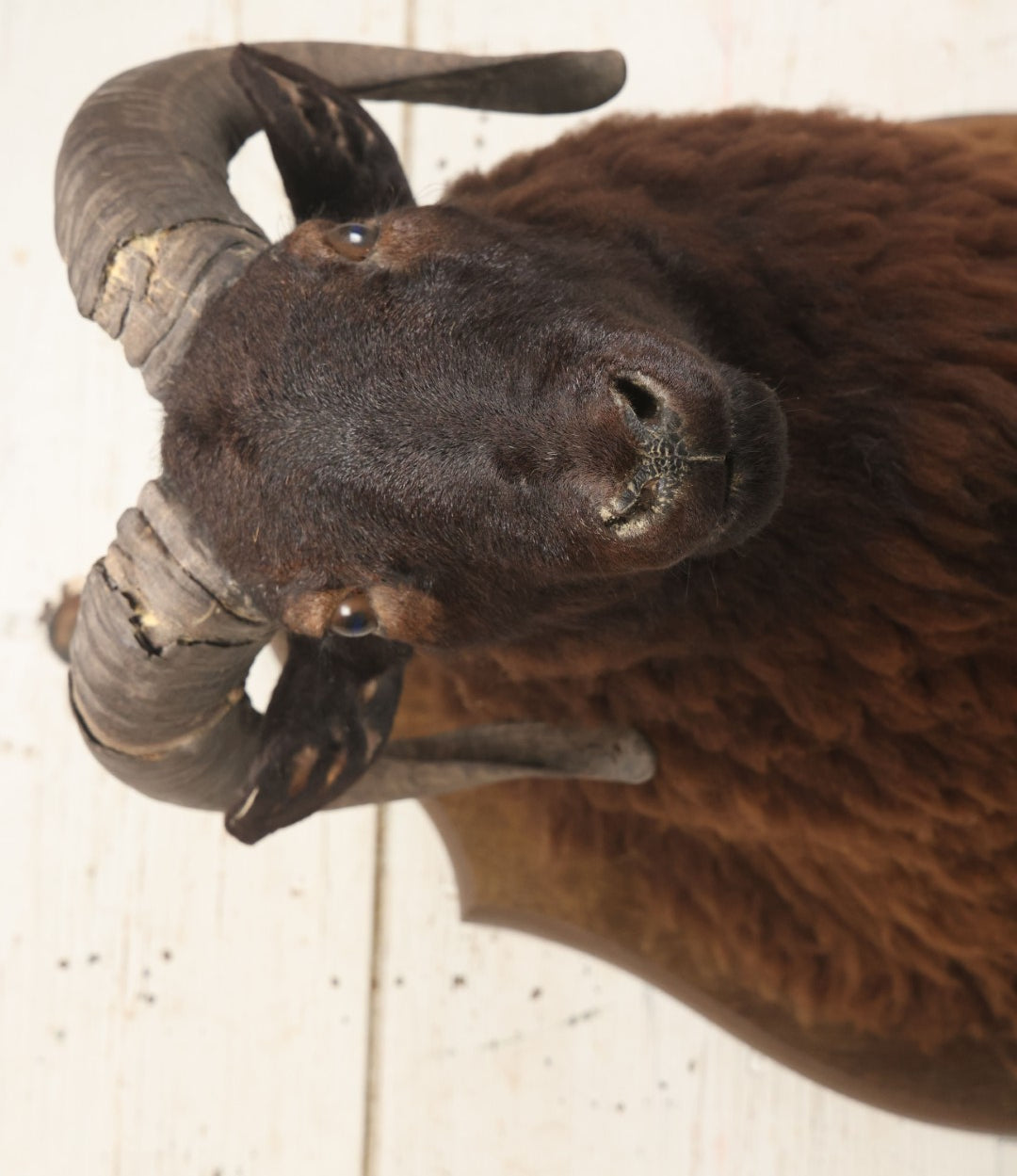 Lot 001 - Vintage Black Sheep Shoulder Mount Taxidermy With Brown And Black Wool, Circa 1980s