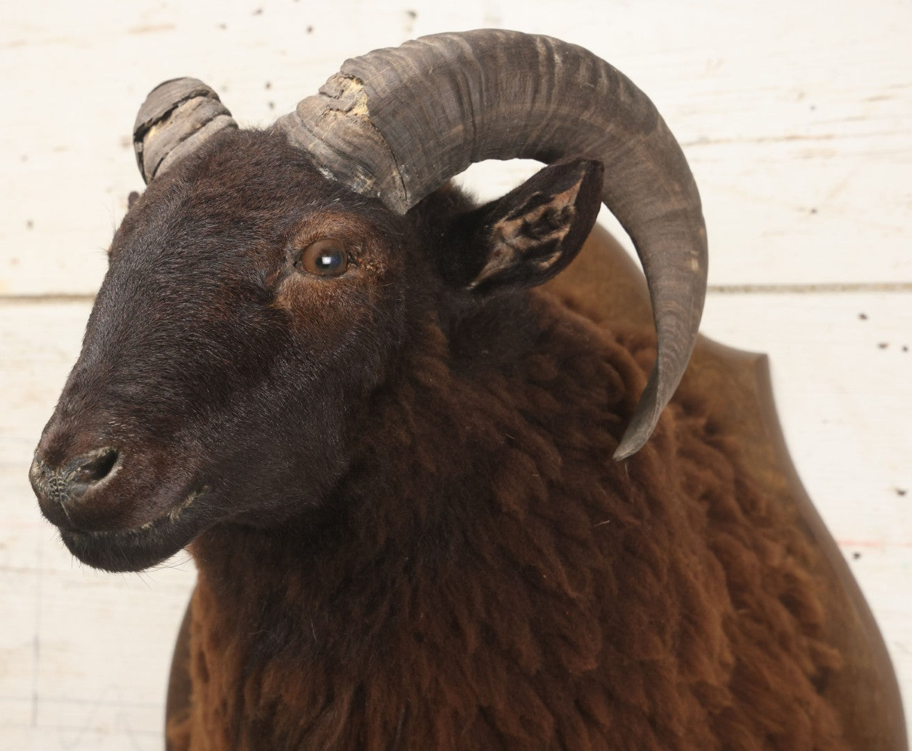 Lot 001 - Vintage Black Sheep Shoulder Mount Taxidermy With Brown And Black Wool, Circa 1980s