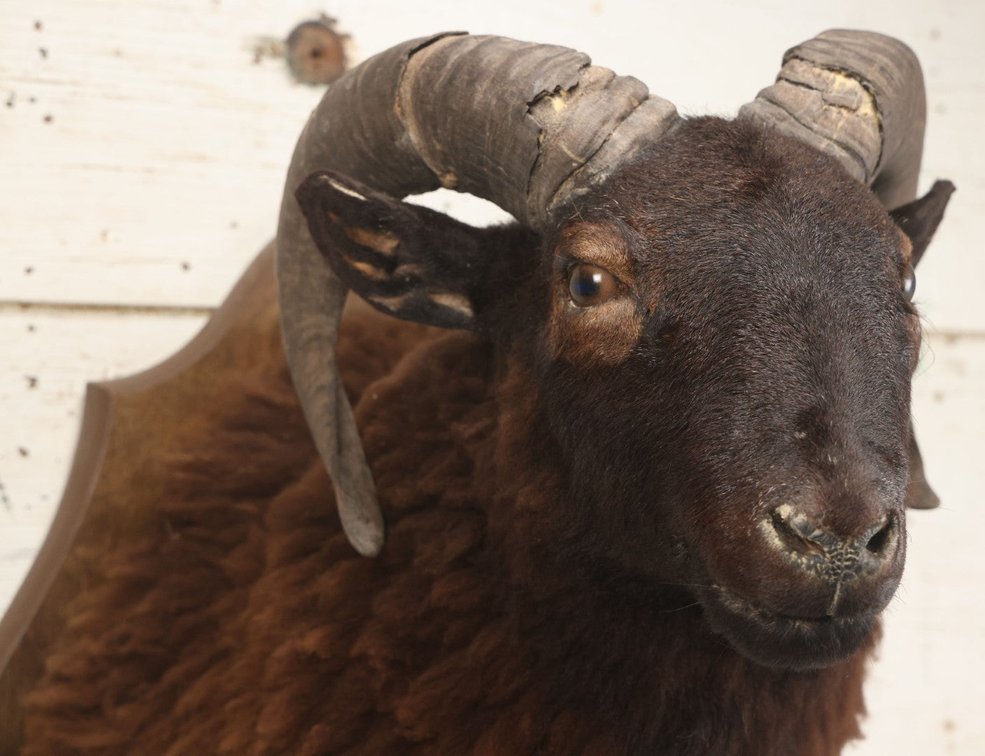 Lot 001 - Vintage Black Sheep Shoulder Mount Taxidermy With Brown And Black Wool, Circa 1980s