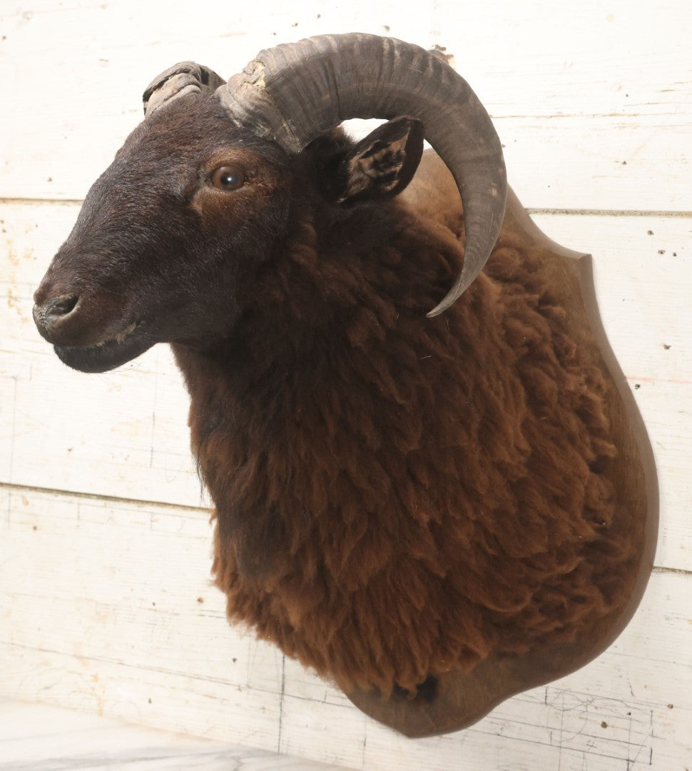 Lot 001 - Vintage Black Sheep Shoulder Mount Taxidermy With Brown And Black Wool, Circa 1980s