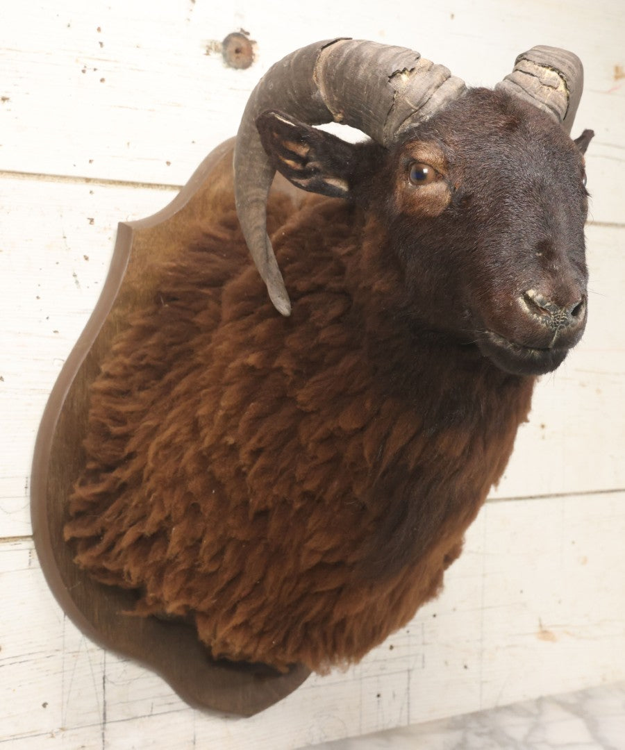 Lot 001 - Vintage Black Sheep Shoulder Mount Taxidermy With Brown And Black Wool, Circa 1980s