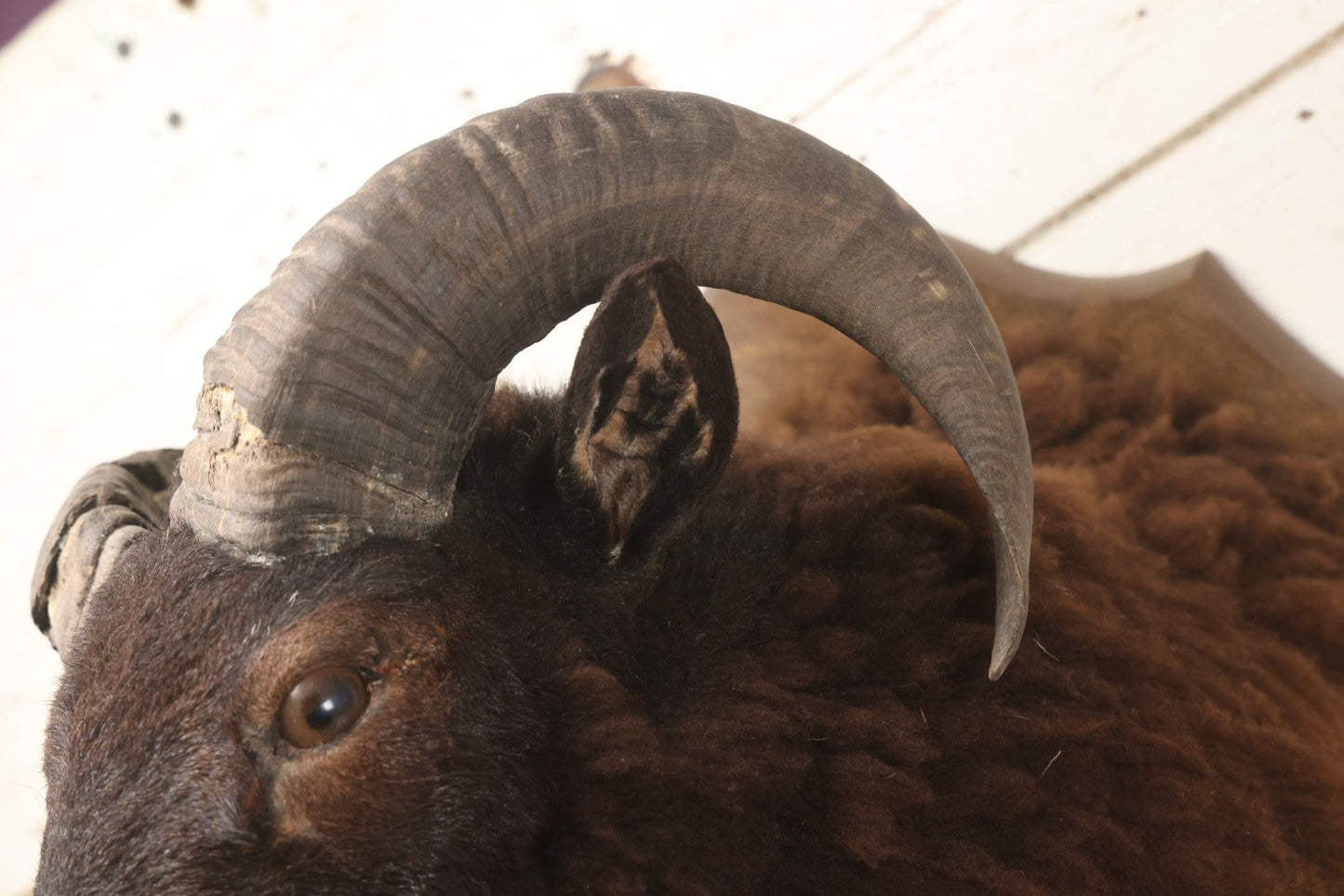Lot 001 - Vintage Black Sheep Shoulder Mount Taxidermy With Brown And Black Wool, Circa 1980s