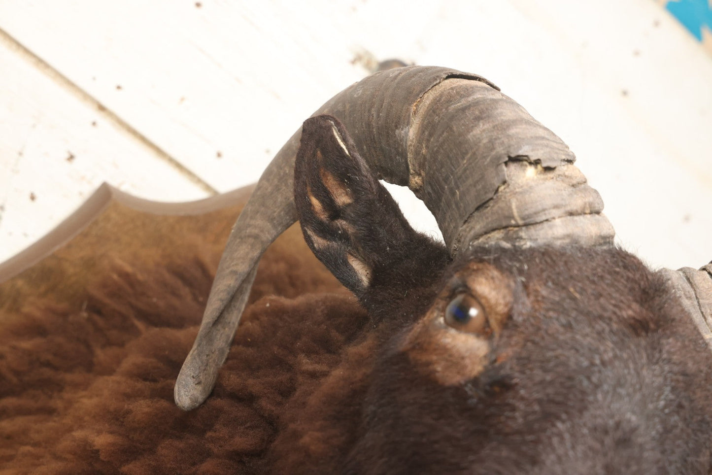 Lot 001 - Vintage Black Sheep Shoulder Mount Taxidermy With Brown And Black Wool, Circa 1980s