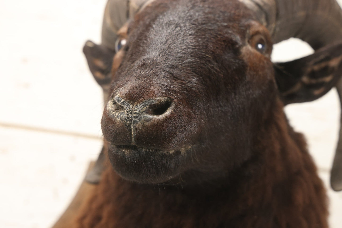Lot 001 - Vintage Black Sheep Shoulder Mount Taxidermy With Brown And Black Wool, Circa 1980s