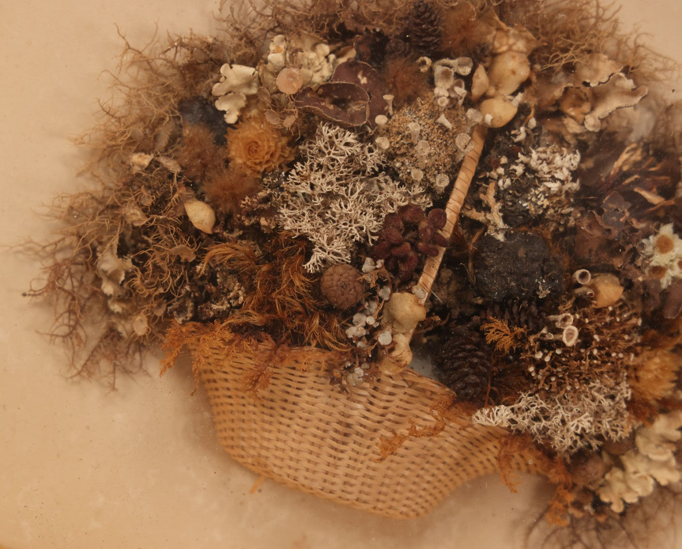 Lot 002 - Antique Seawood Flower Shadow Box With Seaweed Fashioned Into Flower Basket, In Gilded Frame, Circa 1900, 14-1/8" x 12-3/4"