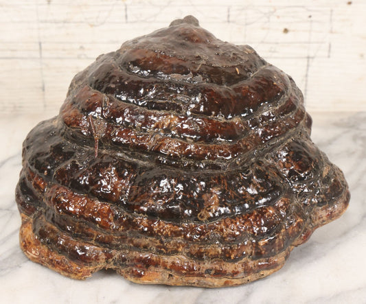 Lot 065 - Large Natural Dried Varnished Polypore Conk Mushroom