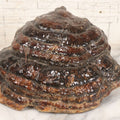 Lot 065 - Large Natural Dried Varnished Polypore Conk Mushroom