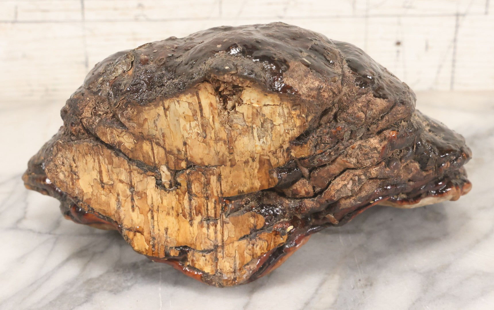 Lot 065 - Large Natural Dried Varnished Polypore Conk Mushroom