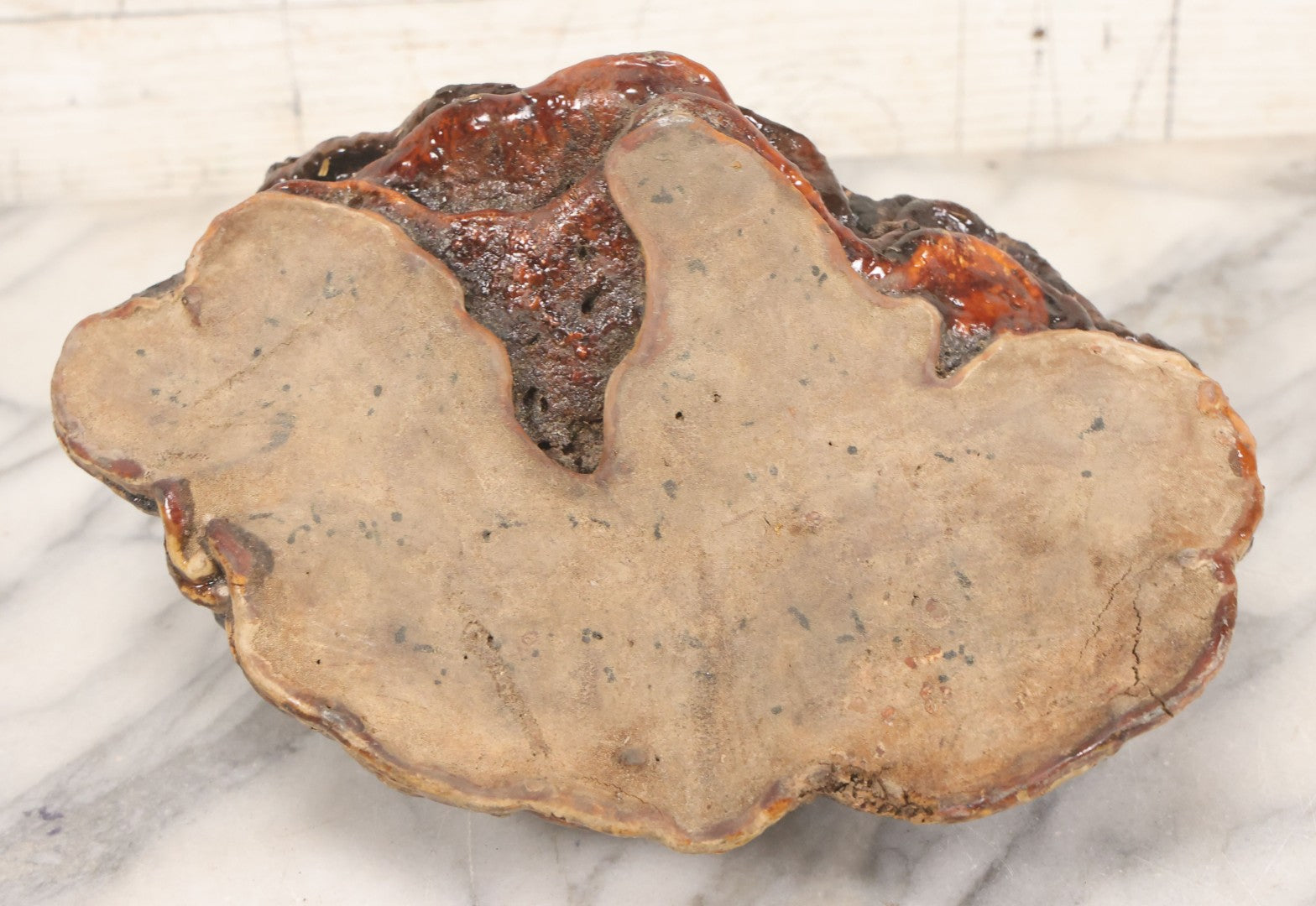 Lot 065 - Large Natural Dried Varnished Polypore Conk Mushroom