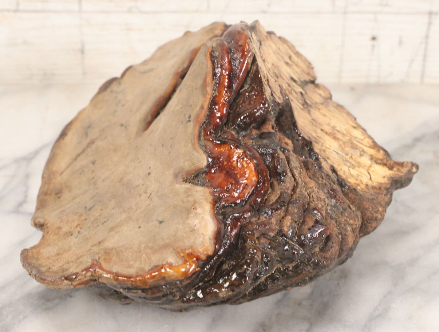 Lot 065 - Large Natural Dried Varnished Polypore Conk Mushroom