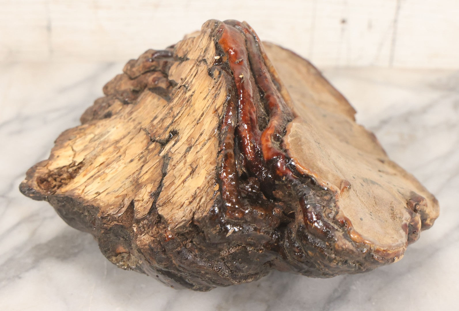 Lot 065 - Large Natural Dried Varnished Polypore Conk Mushroom