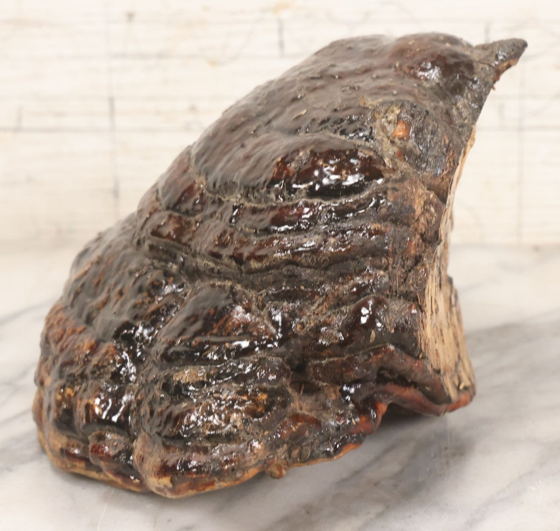 Lot 065 - Large Natural Dried Varnished Polypore Conk Mushroom