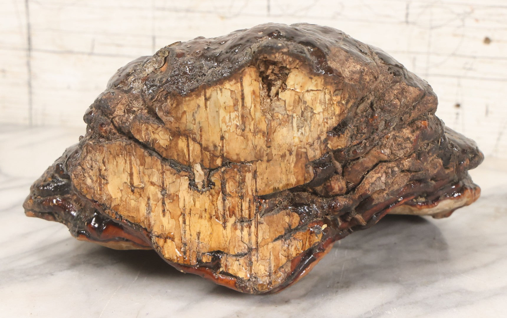 Lot 065 - Large Natural Dried Varnished Polypore Conk Mushroom