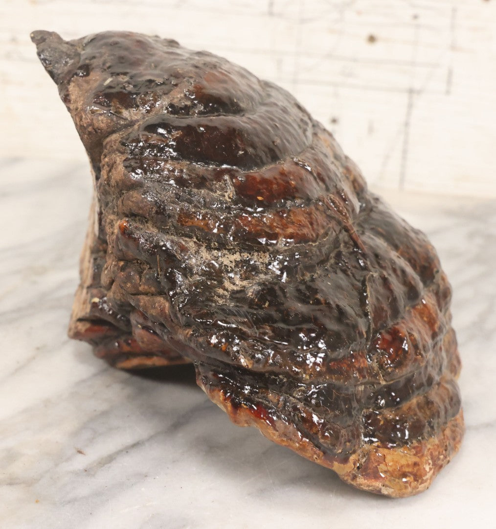 Lot 065 - Large Natural Dried Varnished Polypore Conk Mushroom