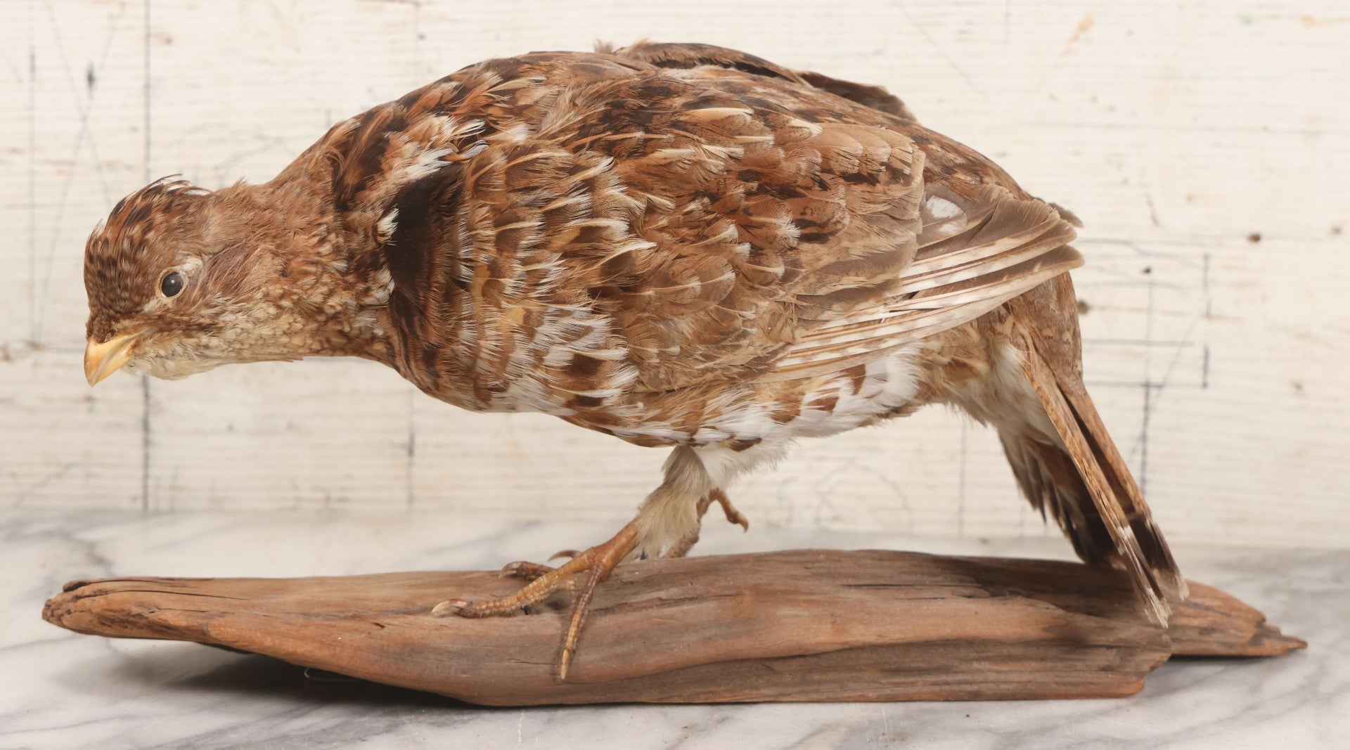 Lot 066 - Vintage Northern Bobwhite (Colinus Virginianus) Quail Full Body Taxidermy Mount On Wooden Base